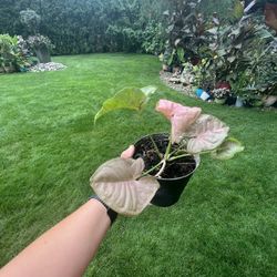 Houseplant 