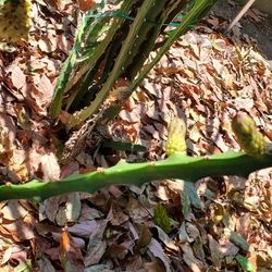 Yellow Dragon Fruit With Rooted 3 Years And Up