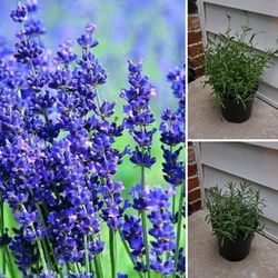 Lavender Perennial Plants 