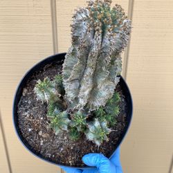 Euphorbia Horrida 