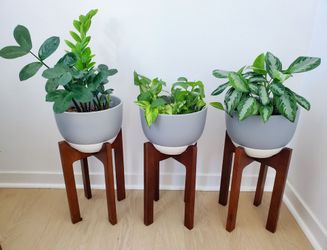 Plant + MCM Planter & Stand 💚