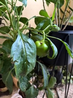 Large pepper tree with peppers