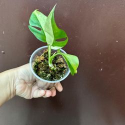 variegated raphidophora tetrasperma 
