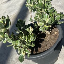 Variegated Succulent Plant In Pot / Suculenta