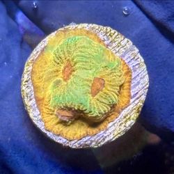 Fascination Favia Display Decor