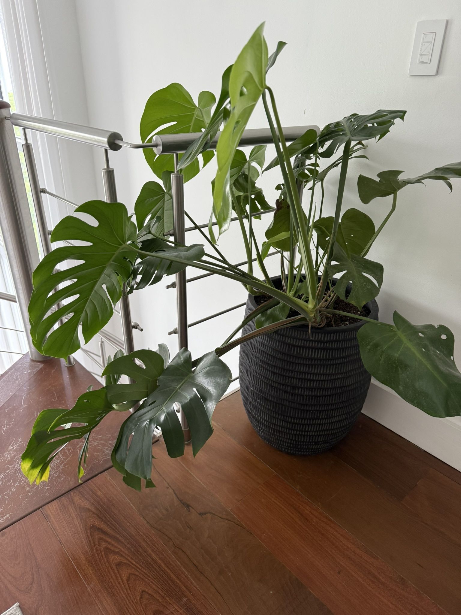 Huge cheese Plant With Stone Pot