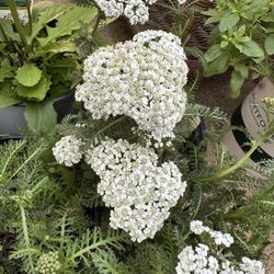 White Yarrow Plants / Plantas 