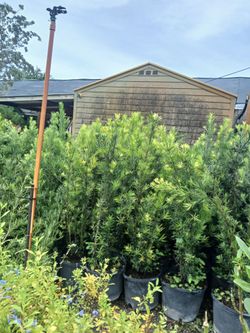 Podocarpus Hedges on sale now $19