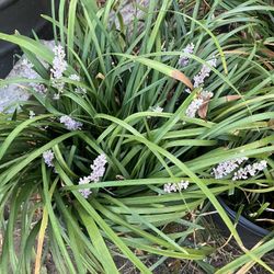Dwarf Liriope,$5 For 2 Or More,$10