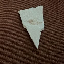 Fish Fossil