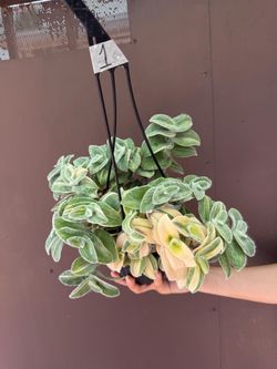 6” tradescantia sillamontana variegated