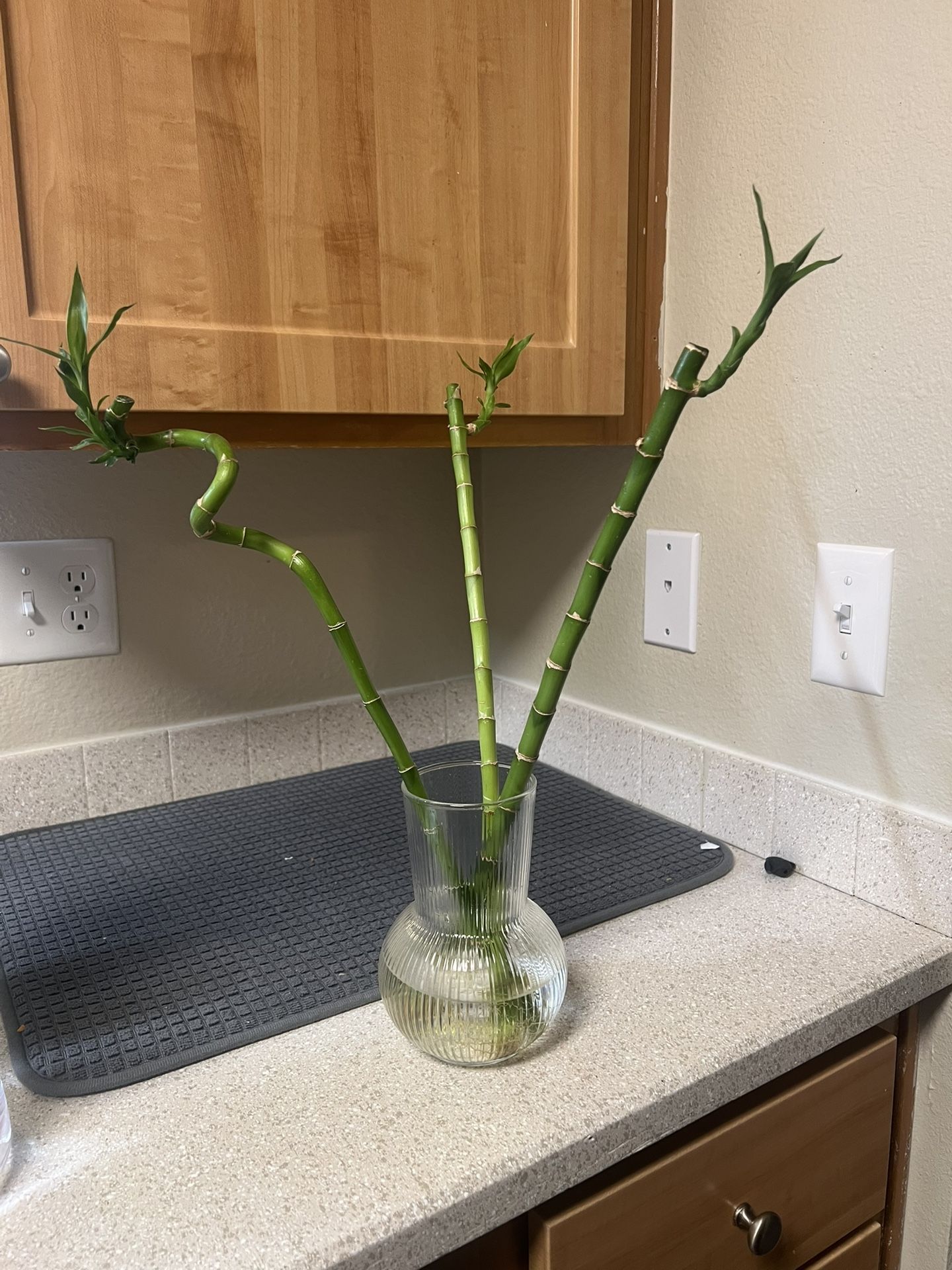 Lucky Bamboo