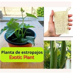 scouring pad plant (Exotic)