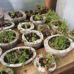 Succulents in Custom made pots