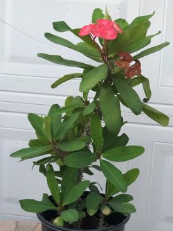 CROWN OF THE THORNS PLANT