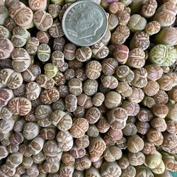 35 Lithops mixed rare cultivars mixed colors from exact picture