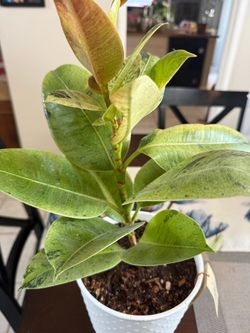 Ficus elastica 'Shivereana'