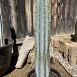 Cactus Plant (Woolly Blue Torch)