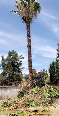 Cleaning Trees