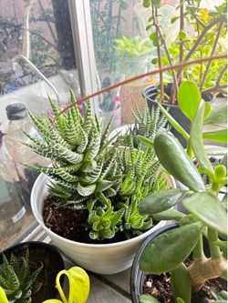 Healthy outdoor plants