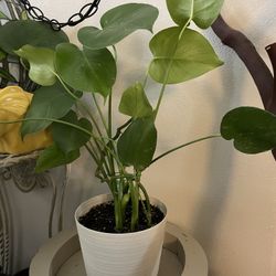MONSTERA Natural Plant 