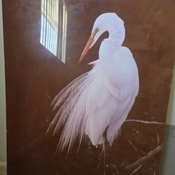 Metal  Photo Print-$100