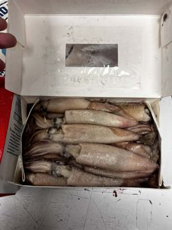 3lb squid