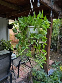 Planta, saludable, enredadera Ivy 
