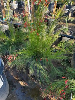 Fire cracker plant 5gal