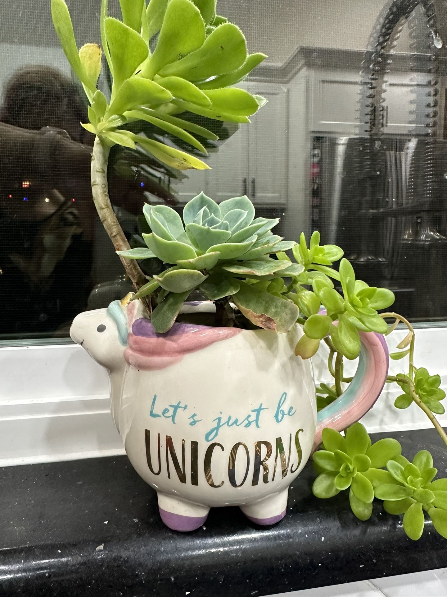 Succulents In A Cup 4” High