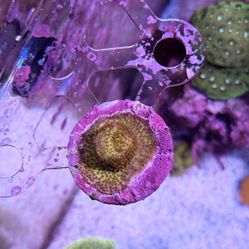 Burning Banana Stylocoeniella Frag