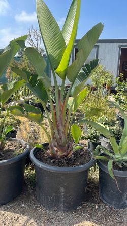 Giant birds of paradise