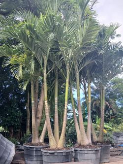 Christmas Palms Triple Trunk 12-14ft🌴