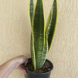 Snake Plant Sansevierias