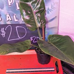 Philodendron Green Congo