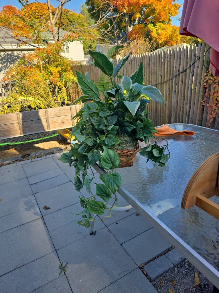 Decorative plant indoor