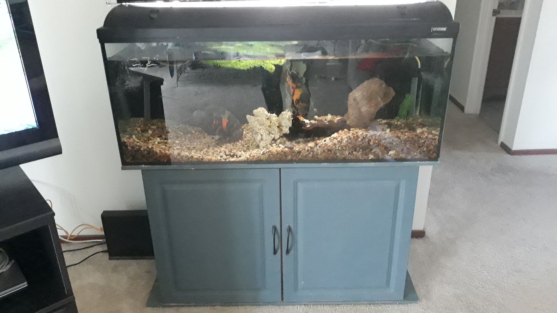 75 gallon freshwater fish tank