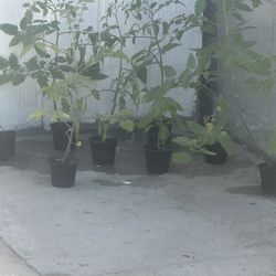 Tomato  And Basil Plants Bundle