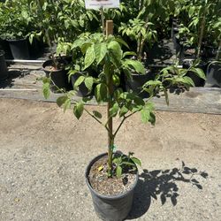 Chile Hot Pepper (Manzano)