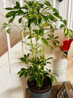 Umbrella plant