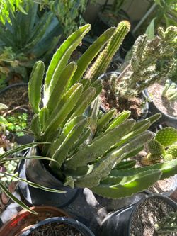 Potted Aloe Succulent Plant