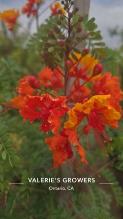 Peacock Flower
Plant