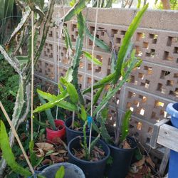 Purple Flower Dragon Fruit