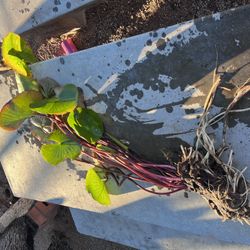 Pond Lillies For Sale 