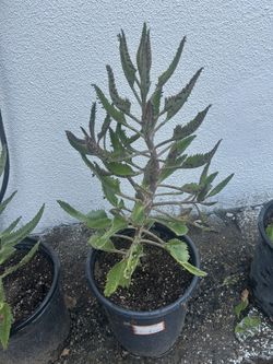 Kalanchoe -Mala Madre Plant 🪴 