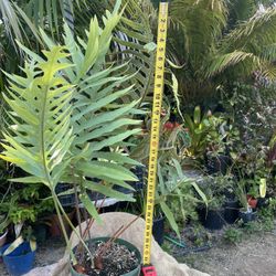 Blue Fern