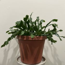 christmas cactus plant