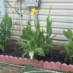 Calla Lilies  Yellow (WARNING) they Multiply So Quickly