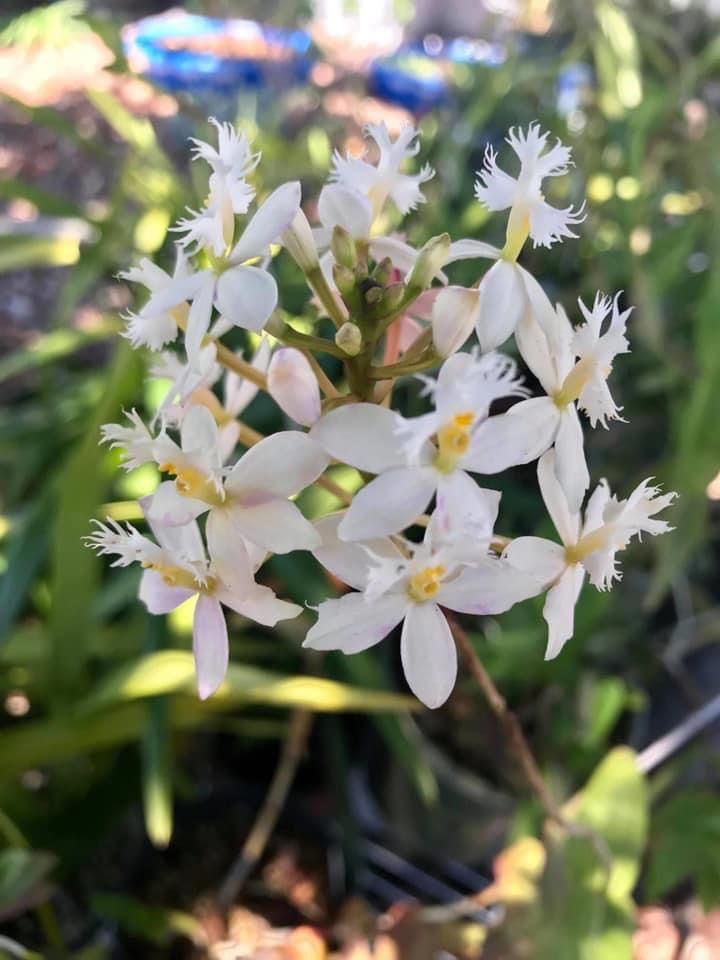 White Epidendrum Orchid for Sale in San Diego, CA OfferUp