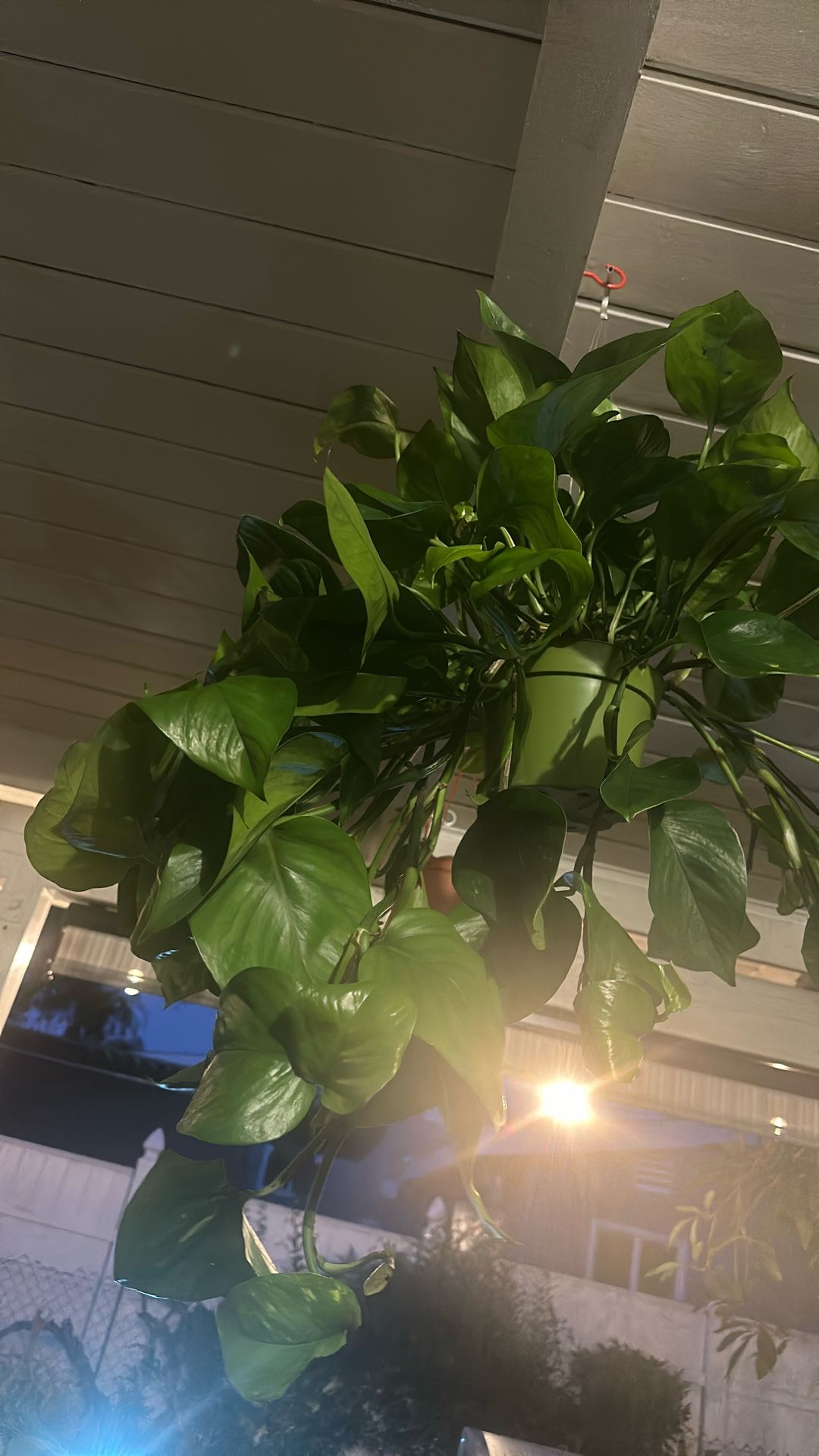 Pothos